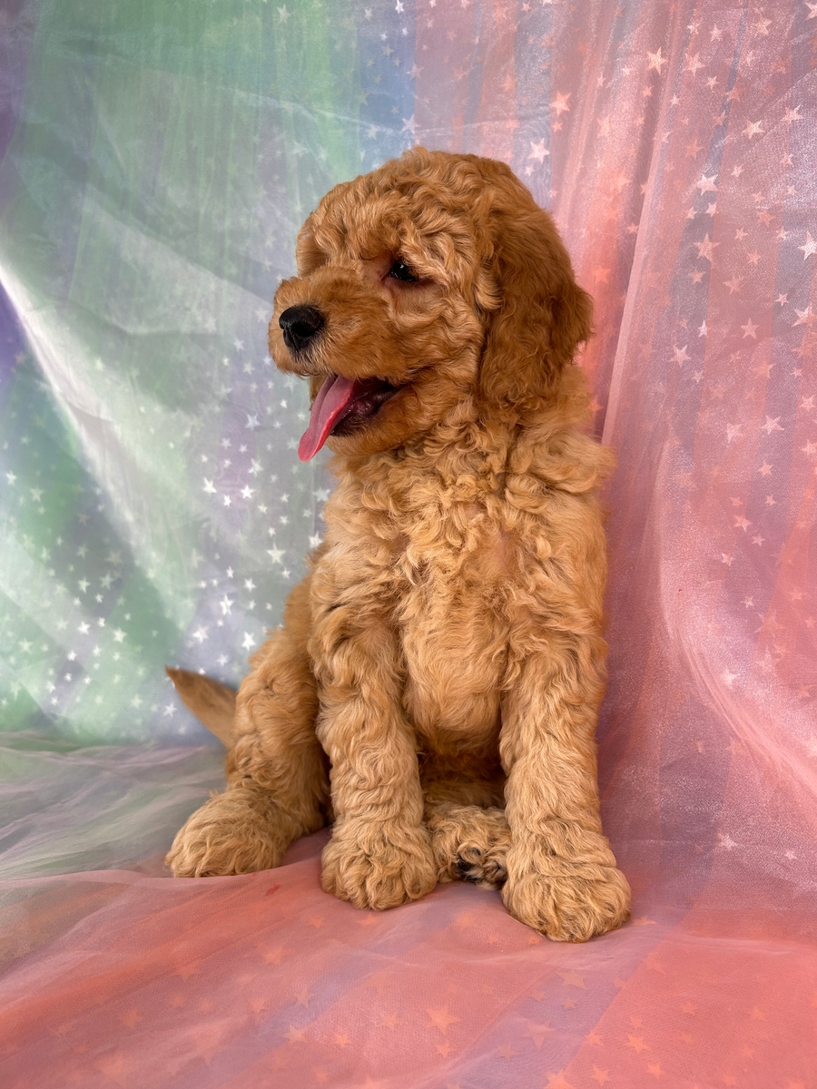 Male Miniature Golden Doodle for Sale DOB 4-26-2026 $1200